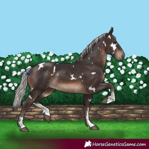 Horse Color:White Spotted Silver Brown Sabino