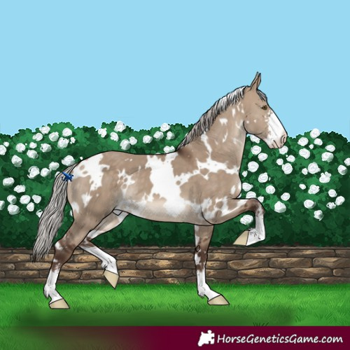 Horse Color:White Spotted Silver Bay Dun Sabino