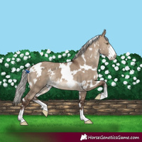 Horse Color:White Spotted Silver Bay Dun Sabino 