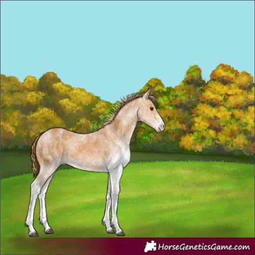 Horse Color:White Spotted Chestnut 