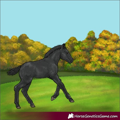 Horse Color:Black  and Black 