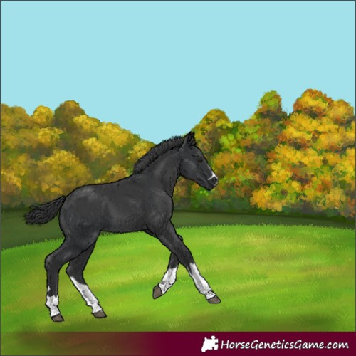 Horse Color:Black  and Black 
