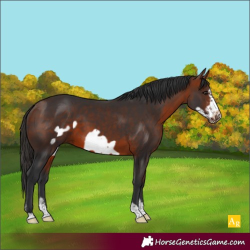 Horse Color:Bay Sabino Frame 