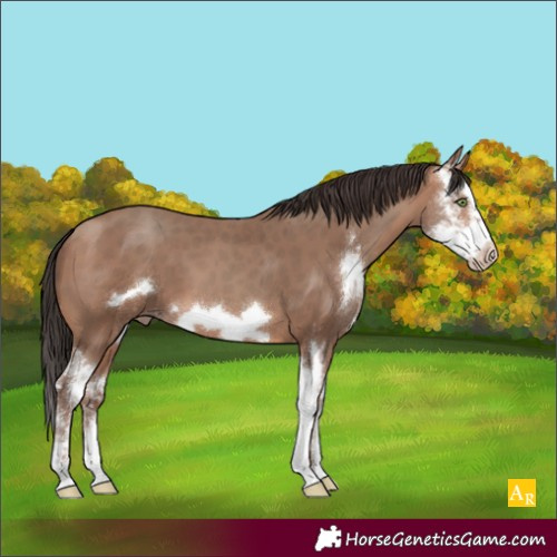 Horse Color:Sable Champagne Sabino Frame 