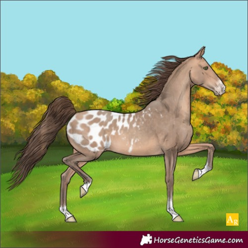 Horse Color:Amber Champagne Sabino Tobiano Blanket