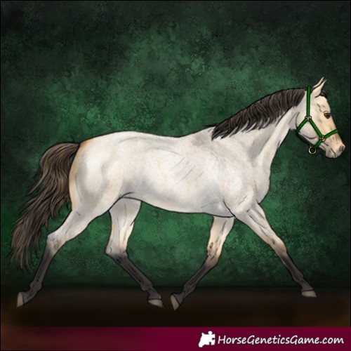 Horse Color:Buckskin Roan Dun 