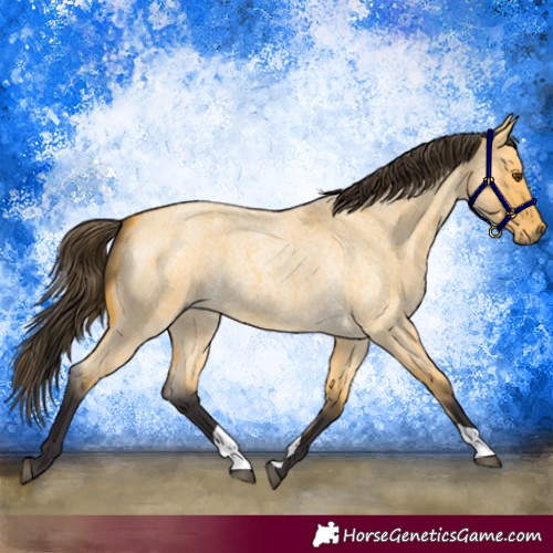 Horse Color:Buckskin Roan Dun 