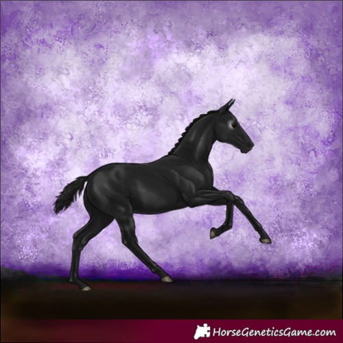 Horse Color:Gray Black 