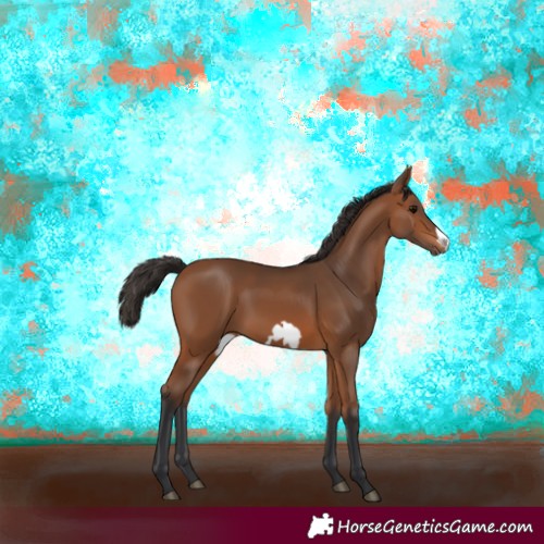 Horse Color:Bay Frame 
