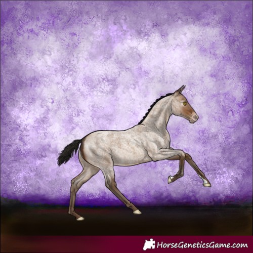 Horse Color:Gray Amber Champagne Roan 