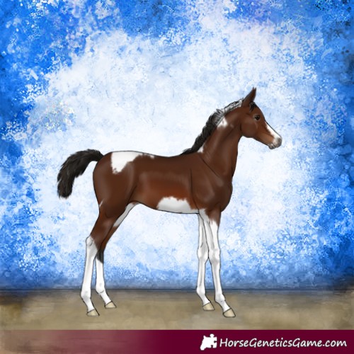 Horse Color:Gray Bay Tobiano Frame 
