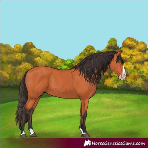 Horse Color:Bay Splash Frame 
