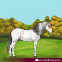 Horse Color:White Spotted Bay Roan 