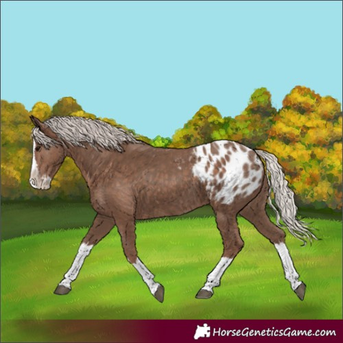 Horse Color:Unknown 