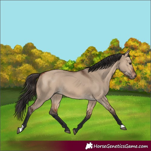 Horse Color:Bay Dun 