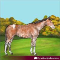 Horse Color:Bay Splash Tobiano Appaloosa  and White Spotted Bay Splash Appaloosa 