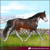 Horse Color:Brown Sabino Appaloosa 