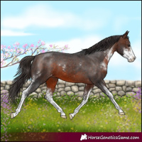Horse Color:Brown Sabino Appaloosa