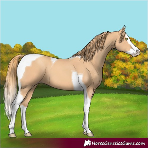 Horse Color:Gold Champagne Splash Tobiano 