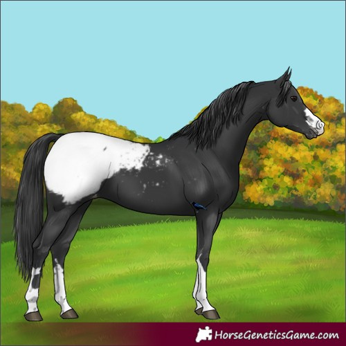 Horse Color:Black Appaloosa