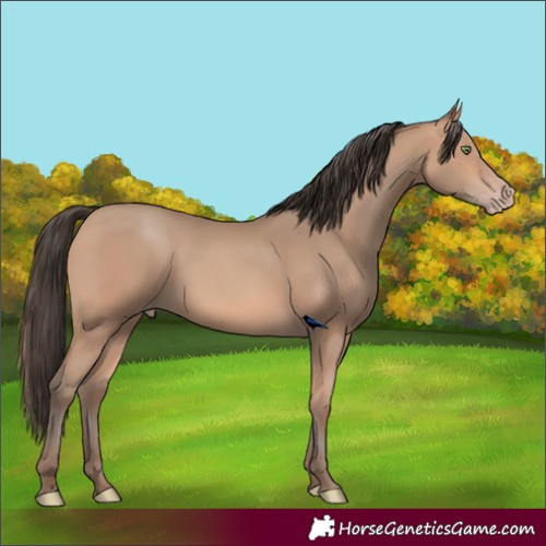 Horse Color:Amber Champagne 
