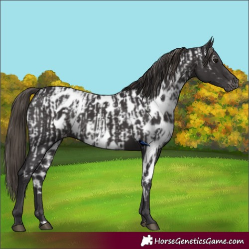 Horse Color:Smoky Black Appaloosa  and Smoky Black Skewed Appaloosa 