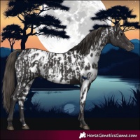 Horse Color:Smoky Black Appaloosa and Smoky Black Skewed Appaloosa