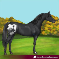 Horse Color:Black Skewed LP Spotted Rabicano