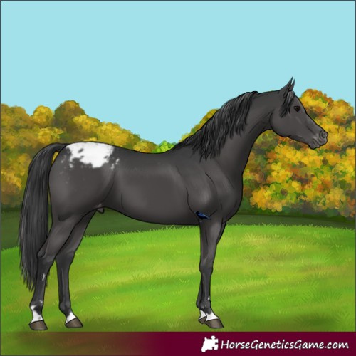 Horse Color:Black Appaloosa 