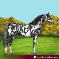 Horse Color:Black Skewed Appaloosa 