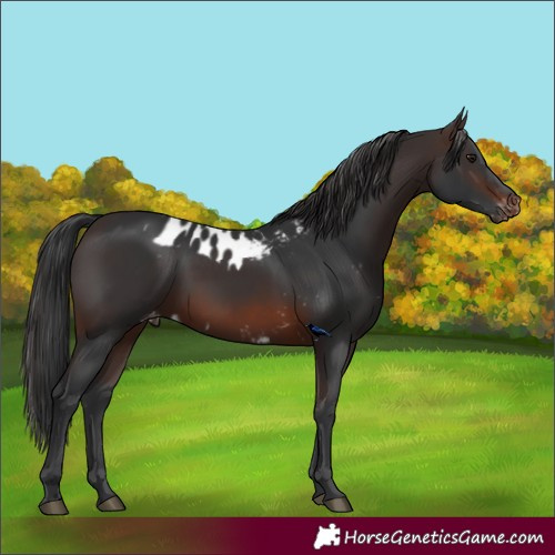 Horse Color:Brown Skewed Appaloosa 