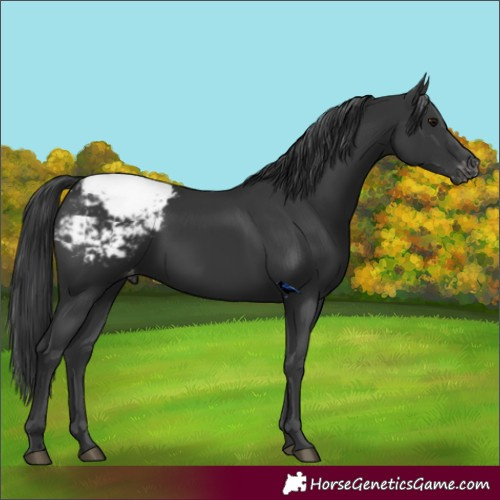 Horse Color:Black Appaloosa 