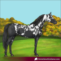 Horse Color:Black Skewed LP Spotted