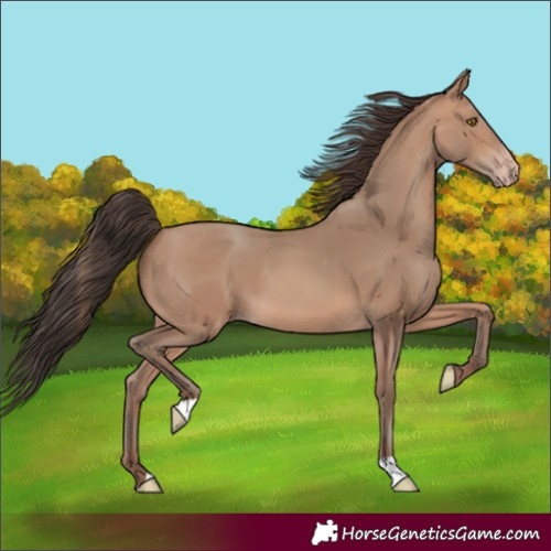 Horse Color:Sable Champagne