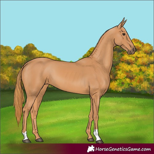 Horse Color:Unknown 