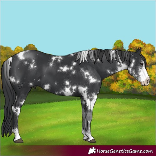 Horse Color:White Spotted Black Sabino 