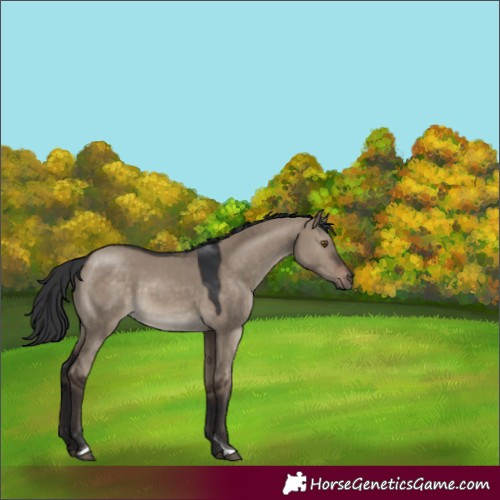 Horse Color:Brown Dun Tobiano 