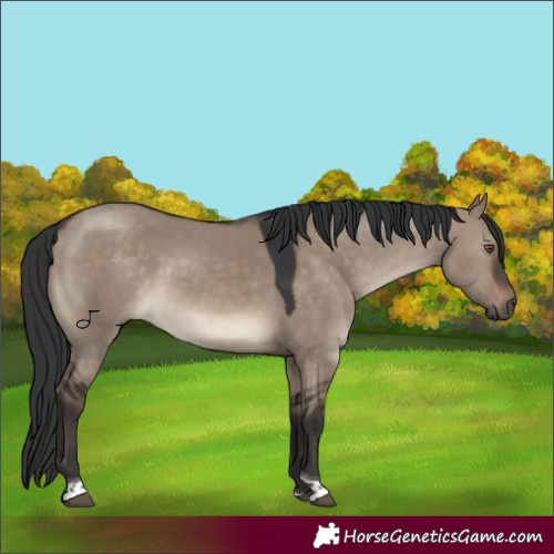 Horse Color:Brown Dun Tobiano 