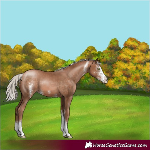 Horse Color:Silver Brown Pearl Sabino 