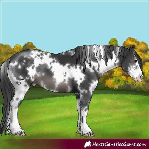 Horse Color:White Spotted Black Sabino 