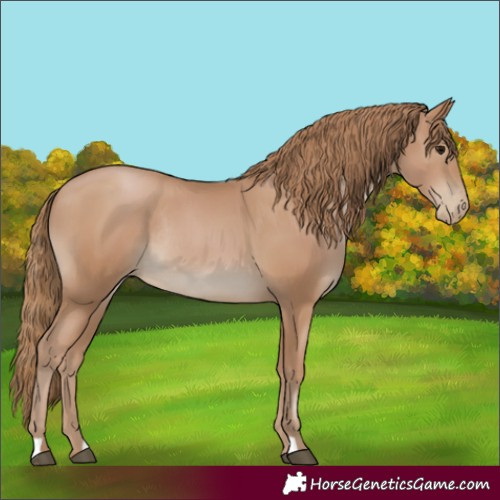 Horse Color:Black Pearl Rabicano