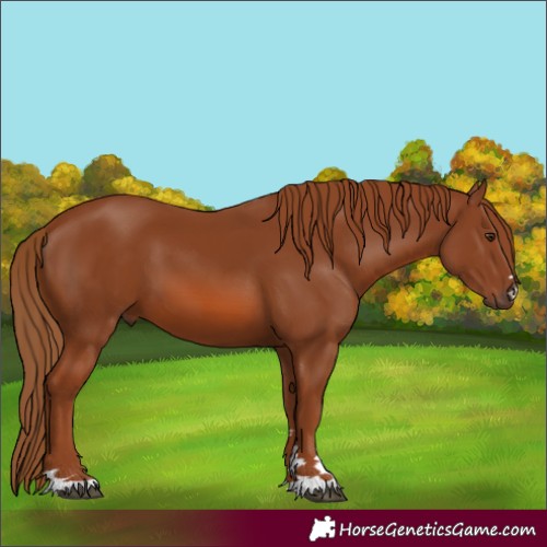 Horse Color:Chestnut 