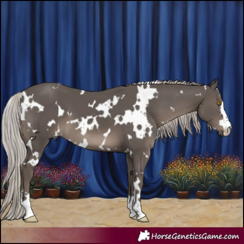 Horse Color:White Spotted Silver Black 