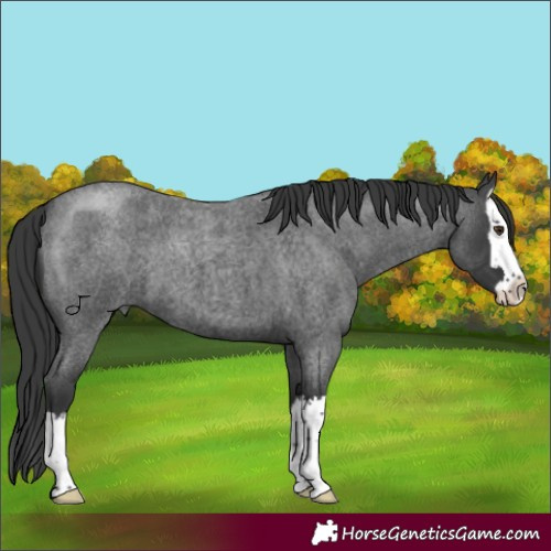 Horse Color:Blue Roan Splash 