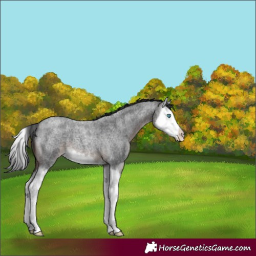 Horse Color:Brown Roan Splash 