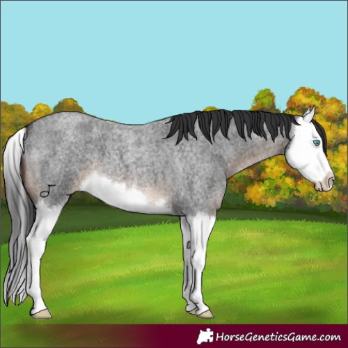 Horse Color:Brown Roan Splash