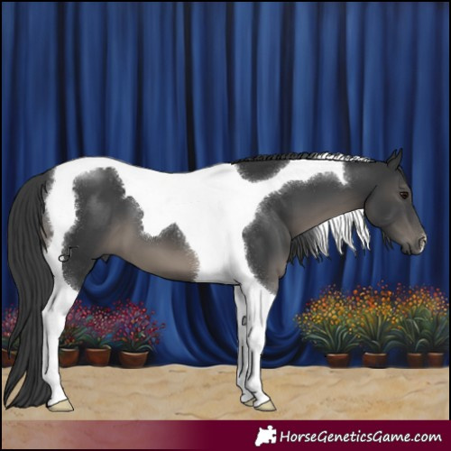 Horse Color:Black Tobiano