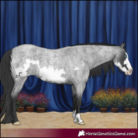 Horse Color:Blue Roan Frame