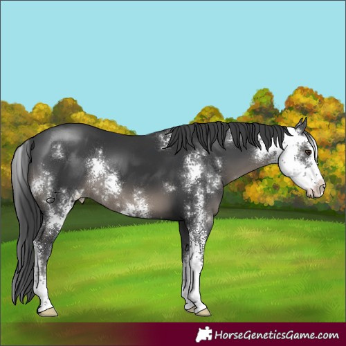 Horse Color:Black Sabino 