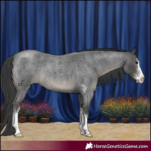 Horse Color:Blue Roan Sabino
